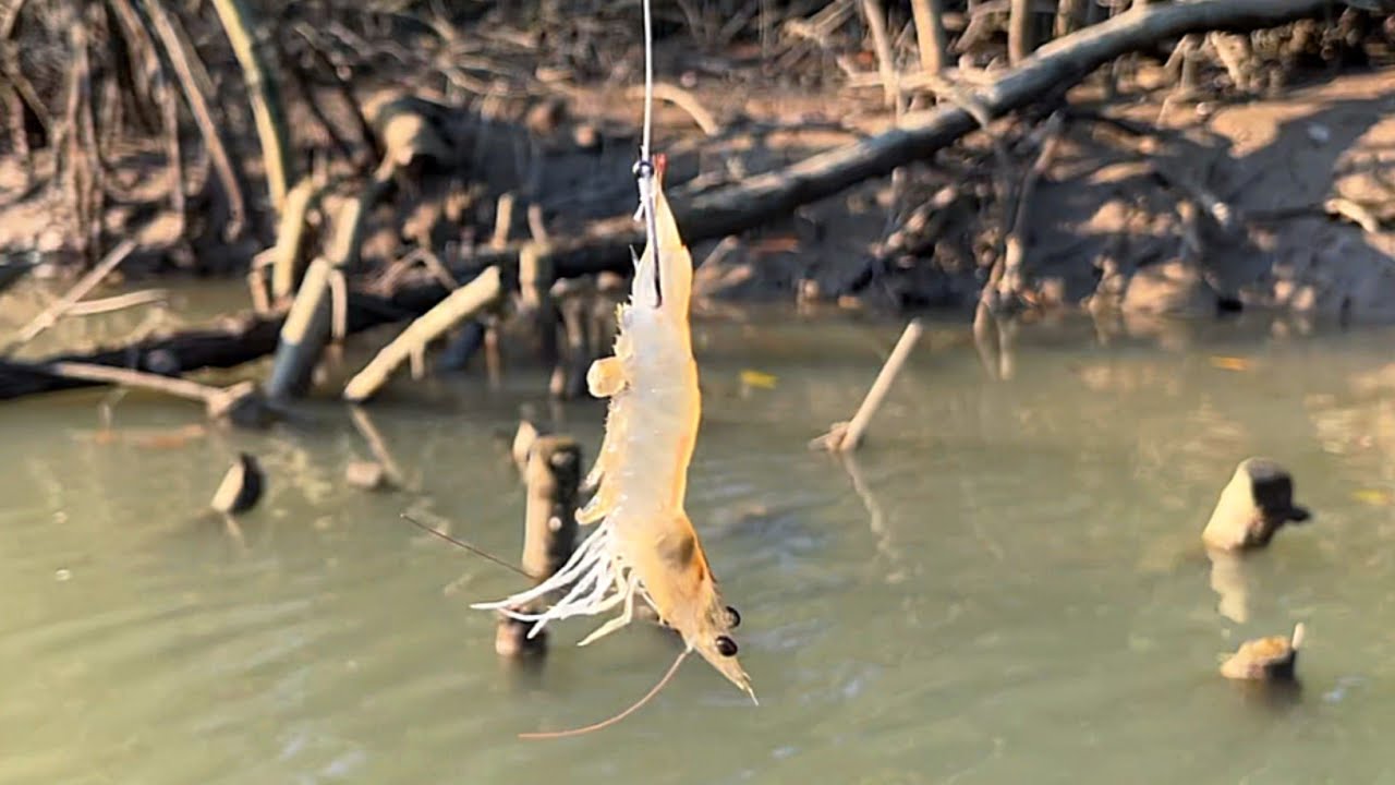 Bukti ganasnya ikan predator kakap putih #mancing