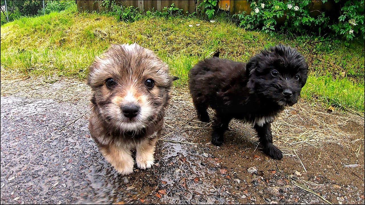 Someone Dumped these Puppies in Massive Rainstorm