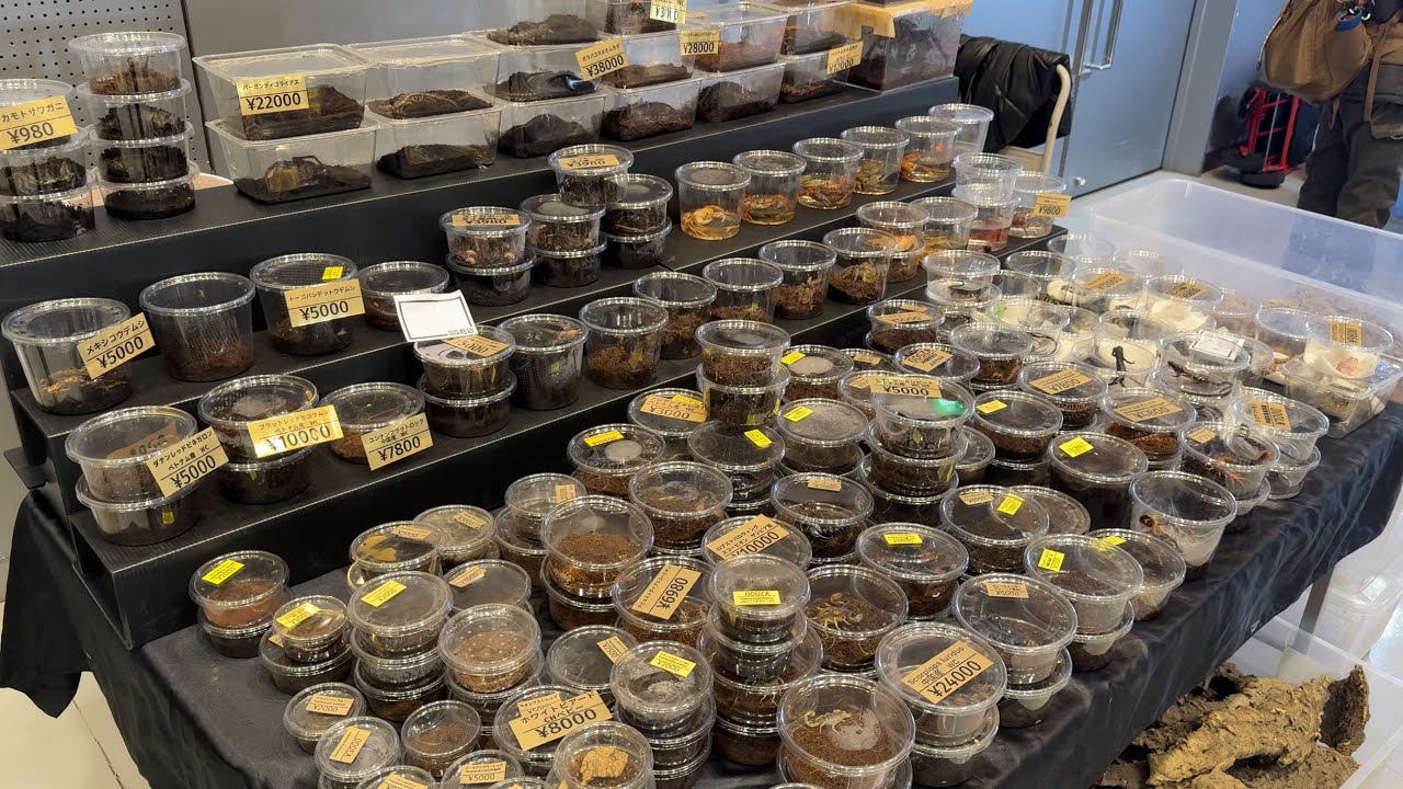 世界の奇蟲、爬虫類、珍獣が集まる生物イベントに行ってみた【ジャングルハンター/京都けいはんなプラザ】
