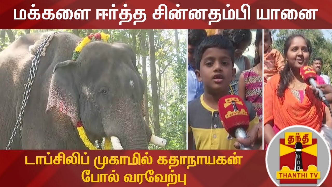 மக்களை ஈர்த்த சின்னதம்பி யானை : டாப்சிலிப் முகாமில் கதாநாயகன் போல் வரவேற்பு | Chinna Tambi Elephant