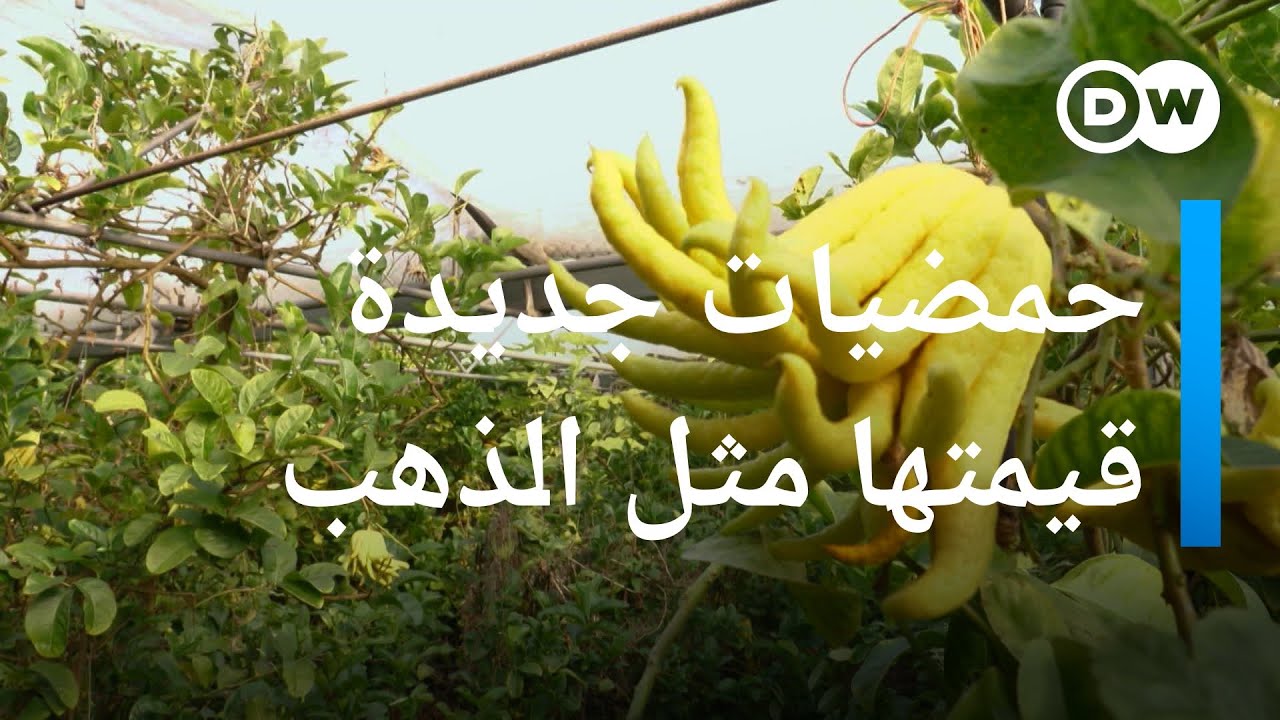 أنواع جديدة من الحمضيات في جنوب فرنسا تروق لمتذوقيها وتساوي الذهب في قيمتها | عينٌ على أوروبا
