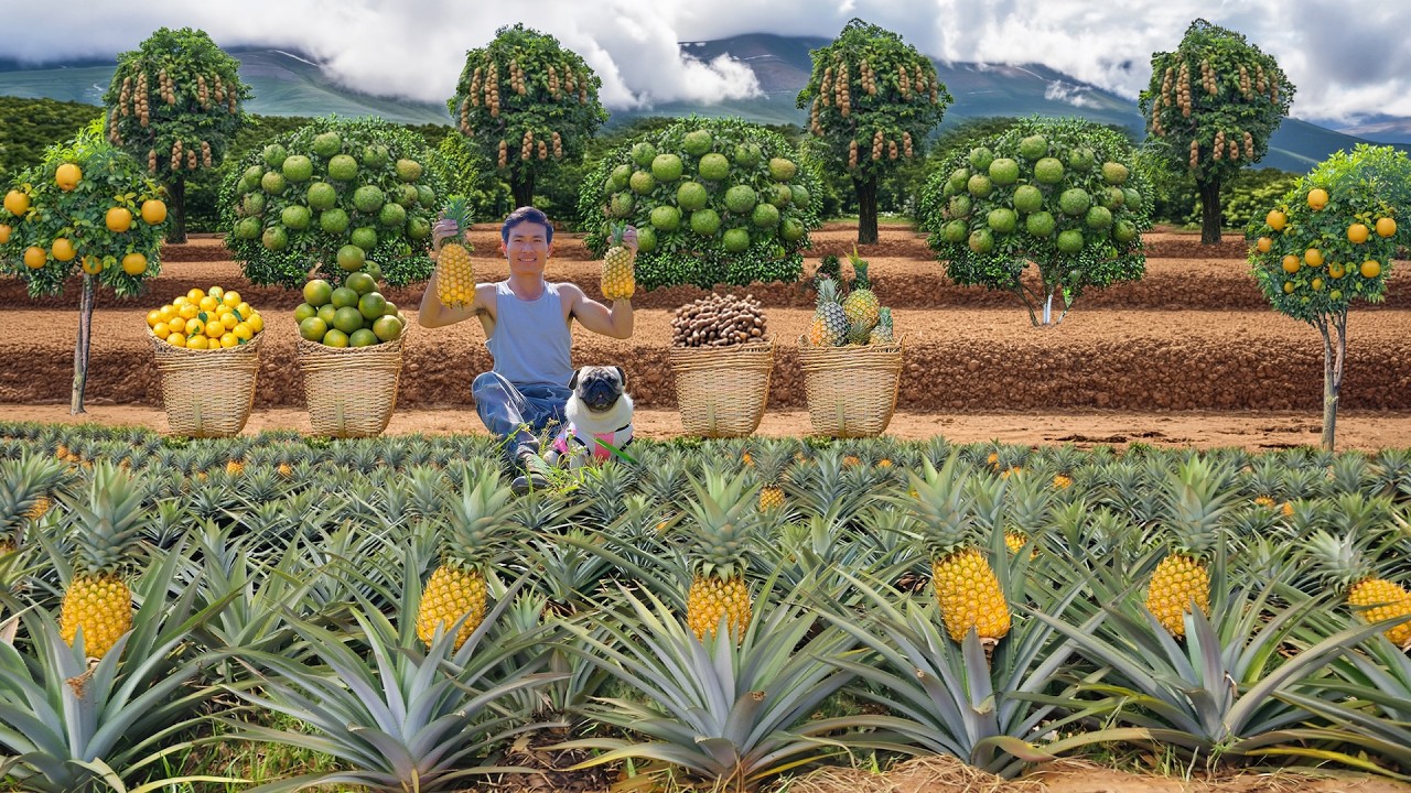 Harvest: Pineapples, Star Apples ...To Sell At The Market and Cook With Them – Farm Life Of Chairman