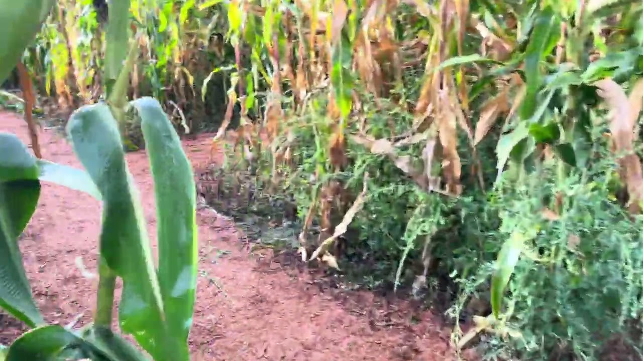 Corn Maze 1