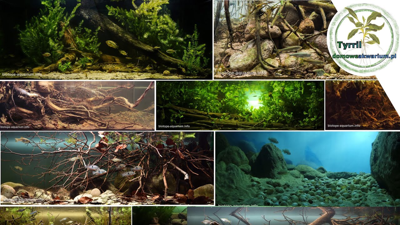 Top 10 aquarium of Biotop Aquarium Design Contest 2018. Cinematic.
