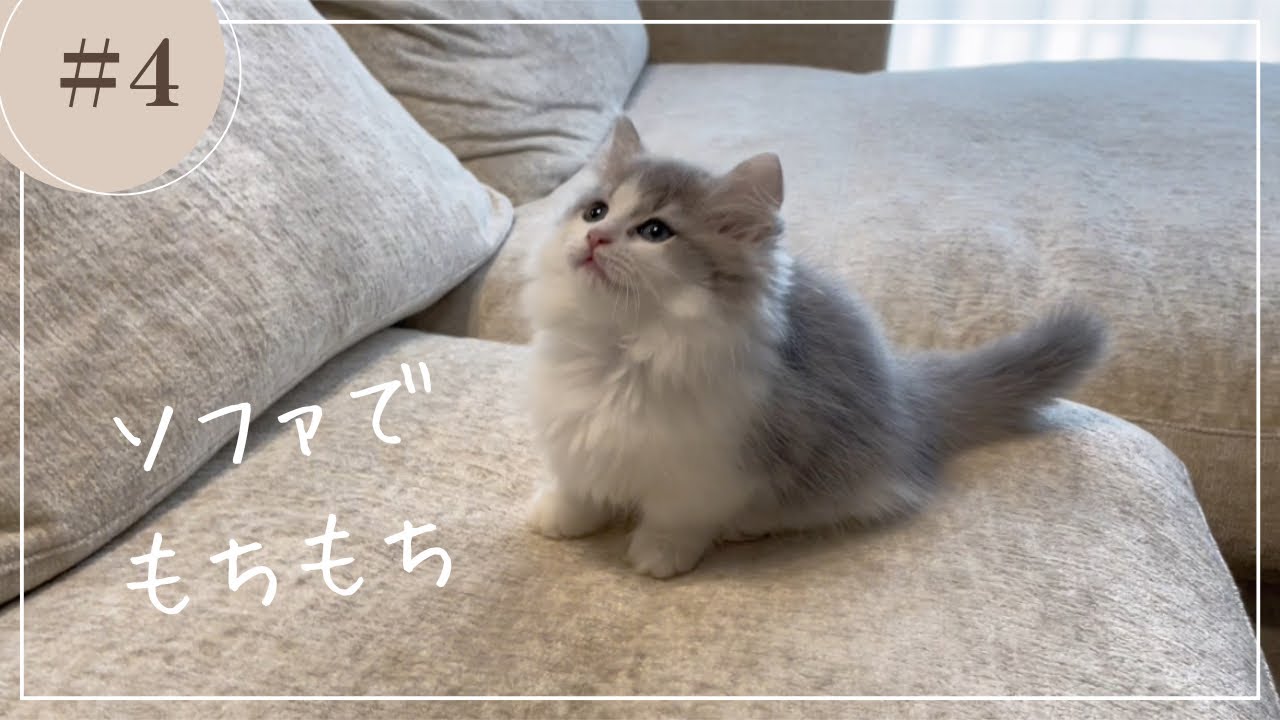 ソファでもちもちしてます🍡#ミヌエット子猫 #ミヌエット短足 #cat #kitten #子猫