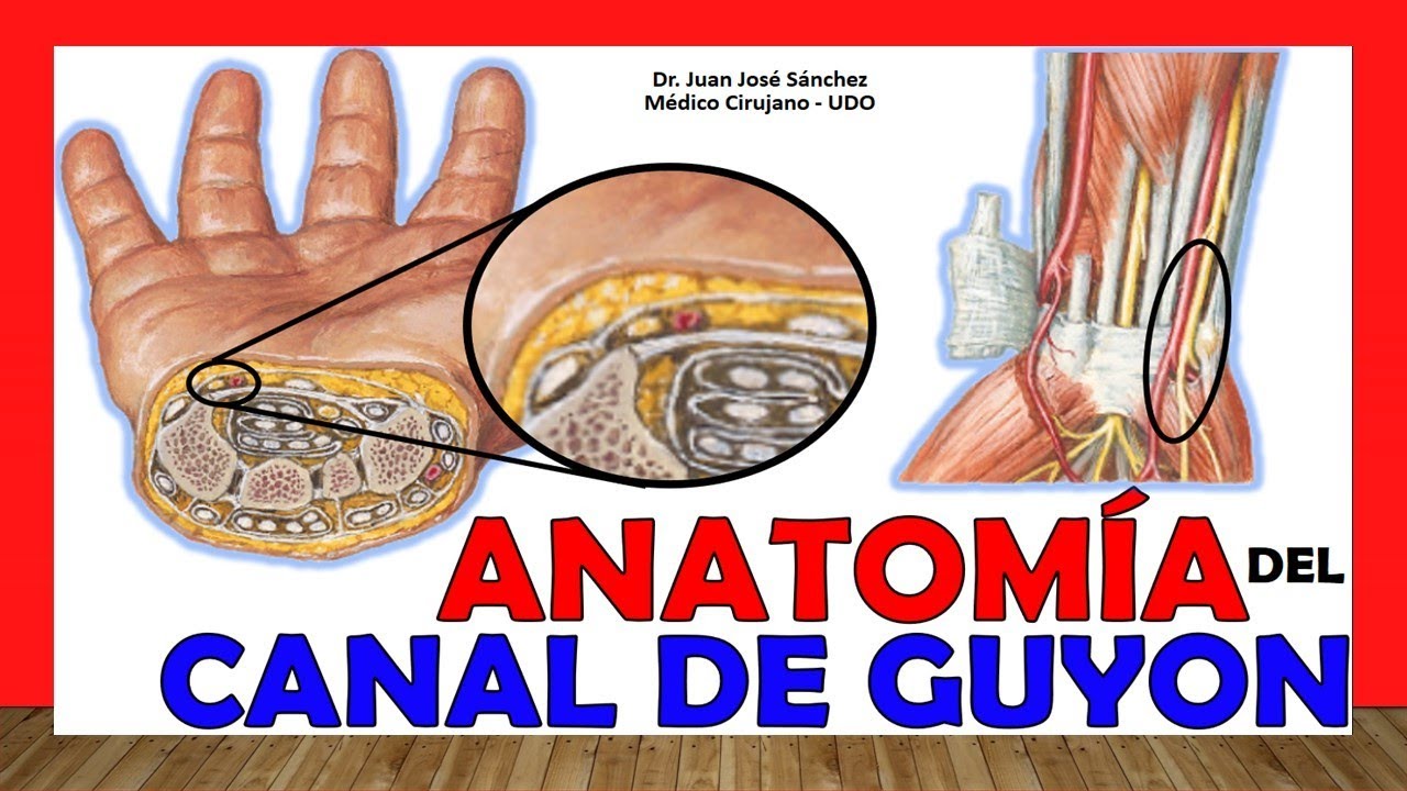 🥇 Anatomía del CANAL DE GUYON. ¡Fácil Explicación!.