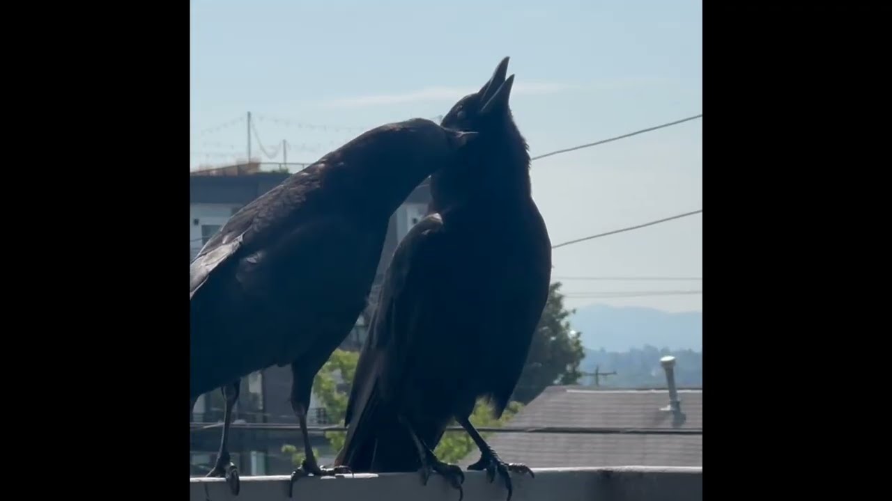 Crow Content 21