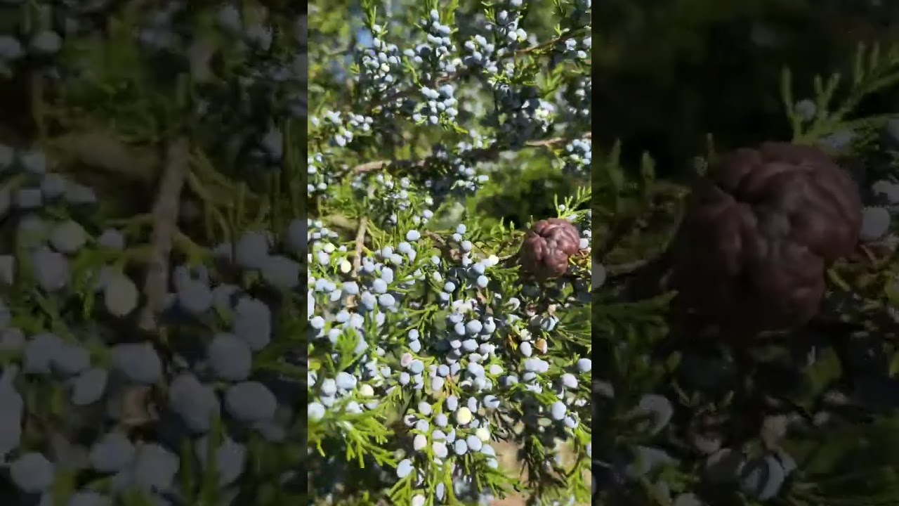 Eastern red cedar berries The Plains VA