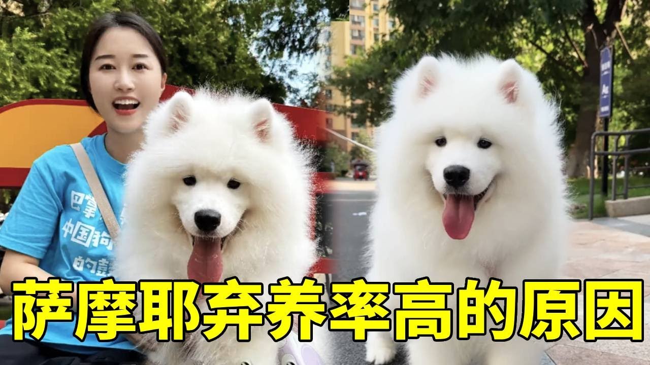 千万别养萨摩耶！上门遛一只超萌的微笑天使，终于知道为什么弃养率这么高了！【疯铲姐妹】