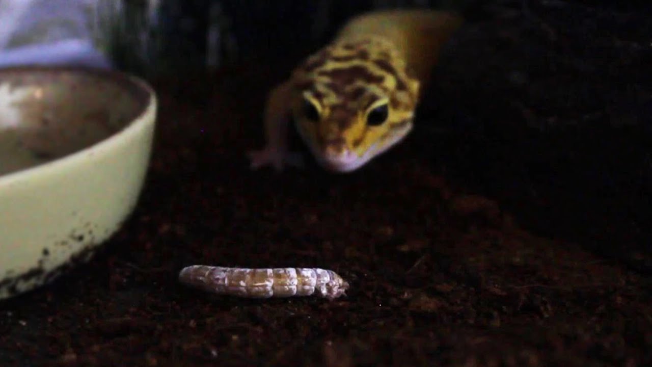 Trying Morio Worms For The First Time!
