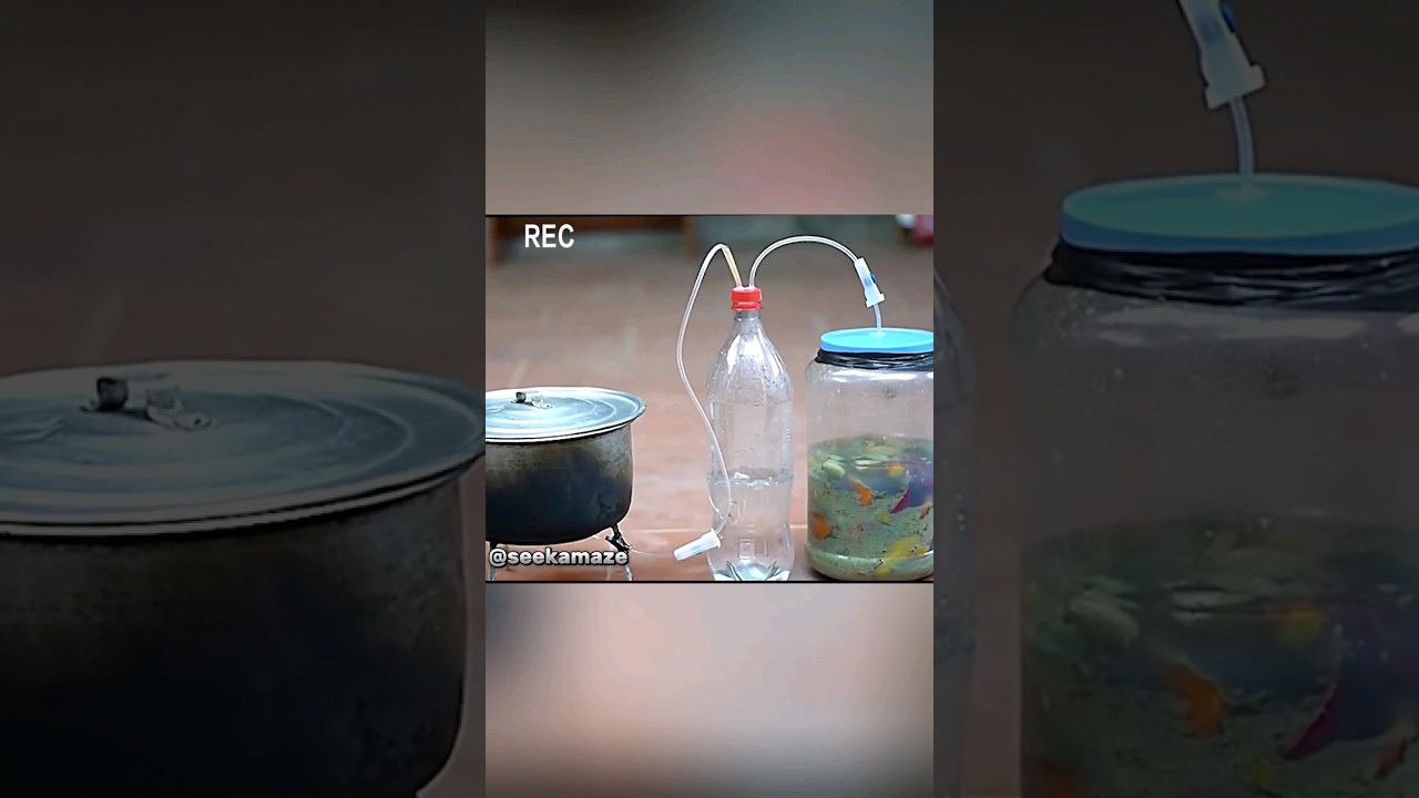 simple bio gas made from rotten fruits.