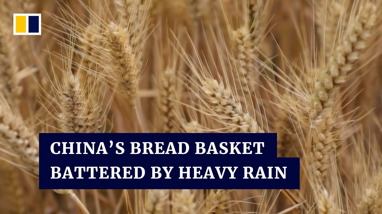 Farmers in China rush to harvest wheat after heavy rains damage crops
