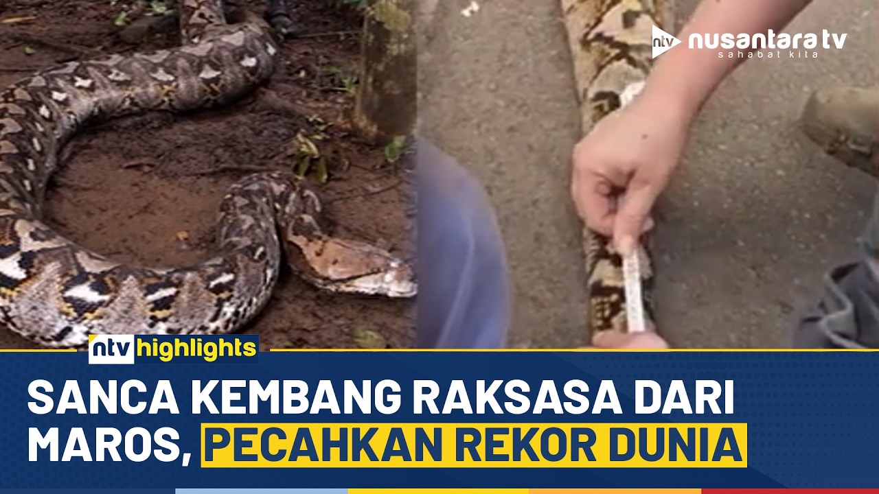 Ular Sanca Kembang Raksasa, Panjang Capai 7 Meter dari Maros Pecahkan Rekor Dunia | NTV