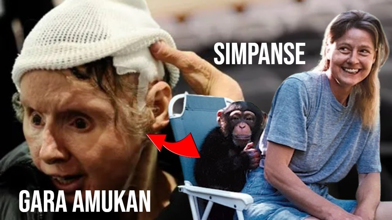 Kisah Travis Simpanse Pintar yang Berakhir Tragis