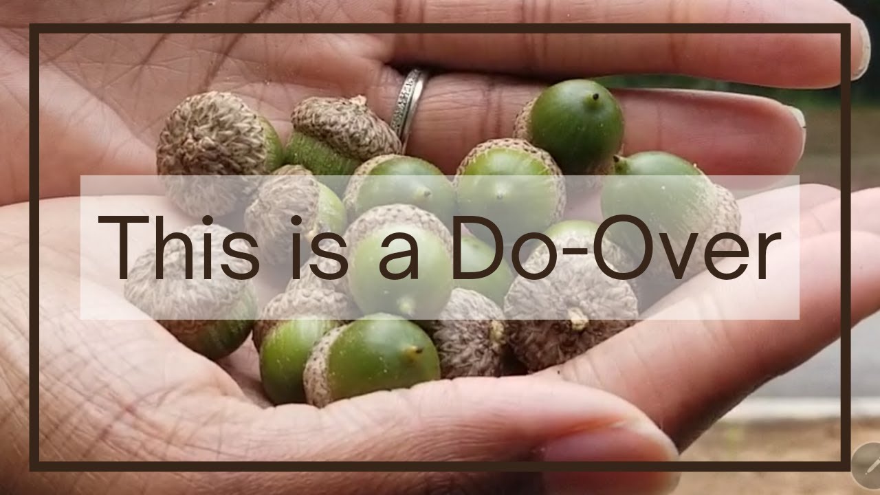 Remaking How to Prepare REAL Acorns for Decorating