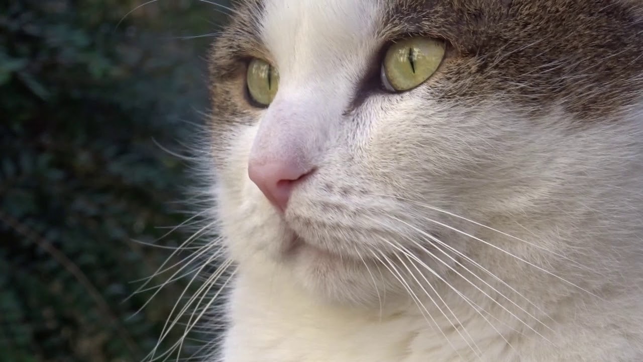 Das Leben eines Katers