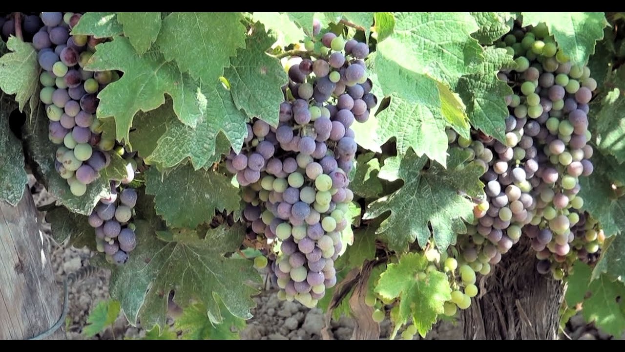 Cata de Vino y Cava PARÉS BALTÁ. Aquí cocinamos todos.