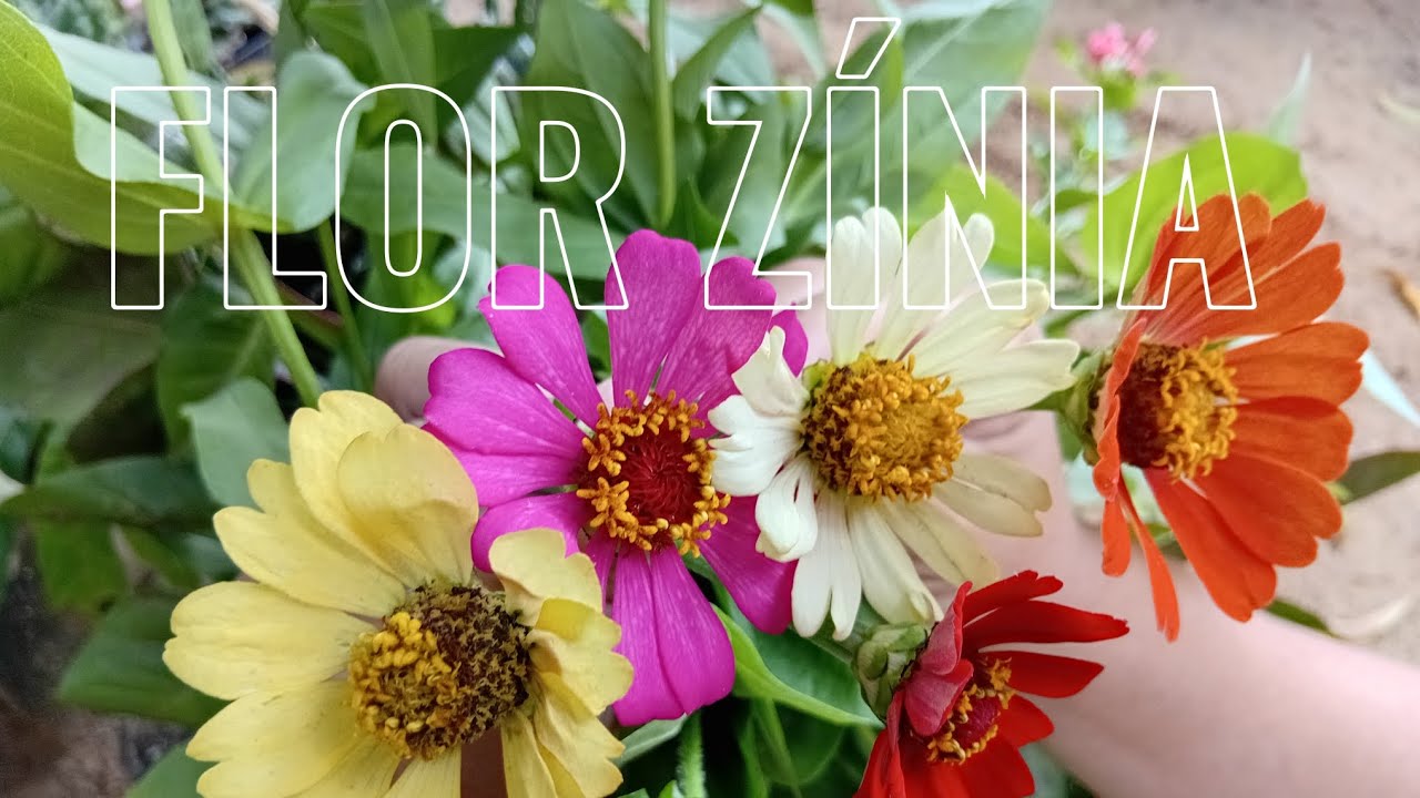 ENCONTRAMOS NO CAMINHO FLOR ZÍNIA🌼🌼🌼🌼