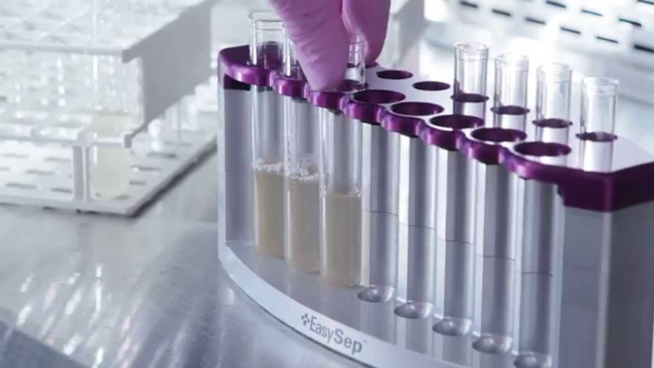 How to Pipette Off the Supernatant from the EasyEights&trade; EasySep&trade; Magnet for Cell Isolation