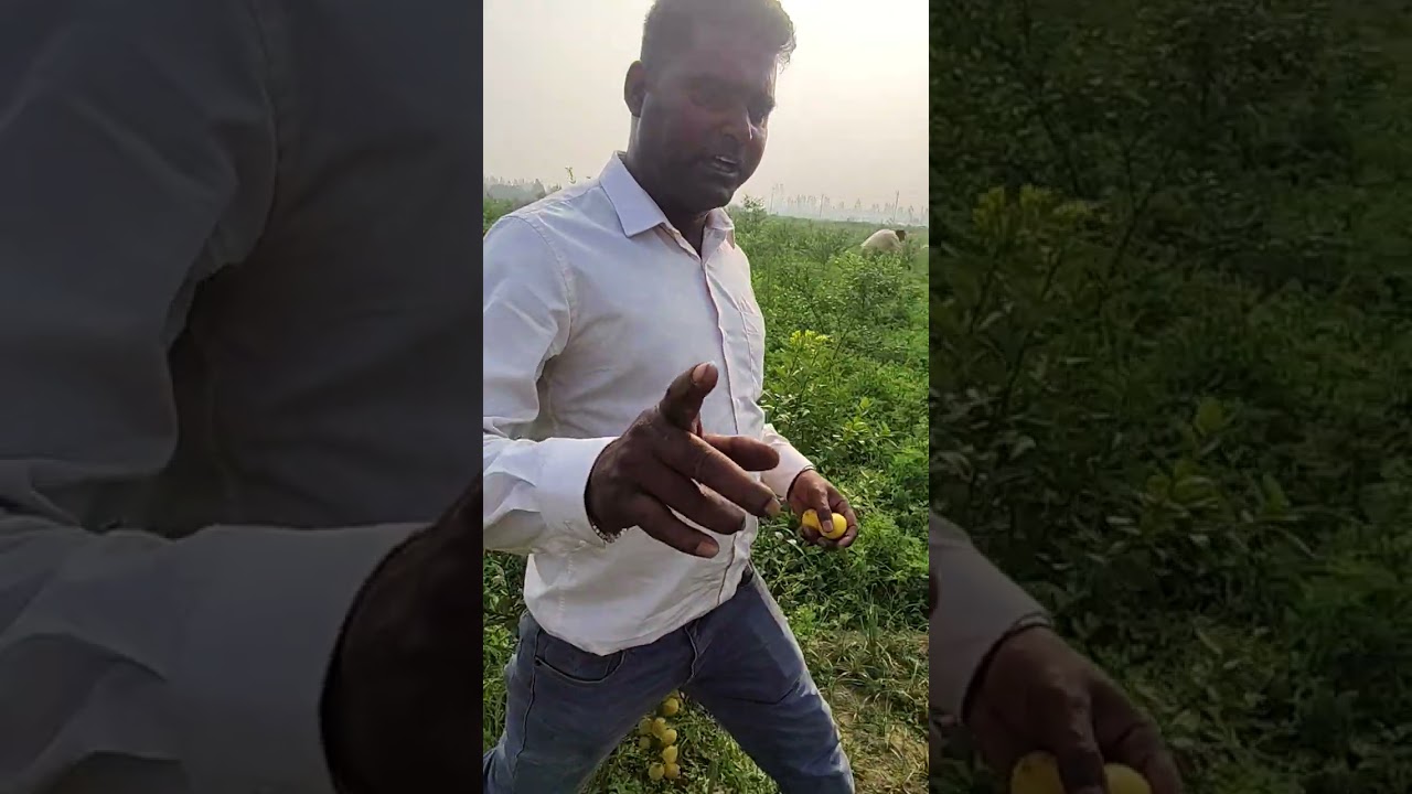 नींबू की आधुनिक खेती करने के लिए संपर्क करे - 6392375677,7417769201