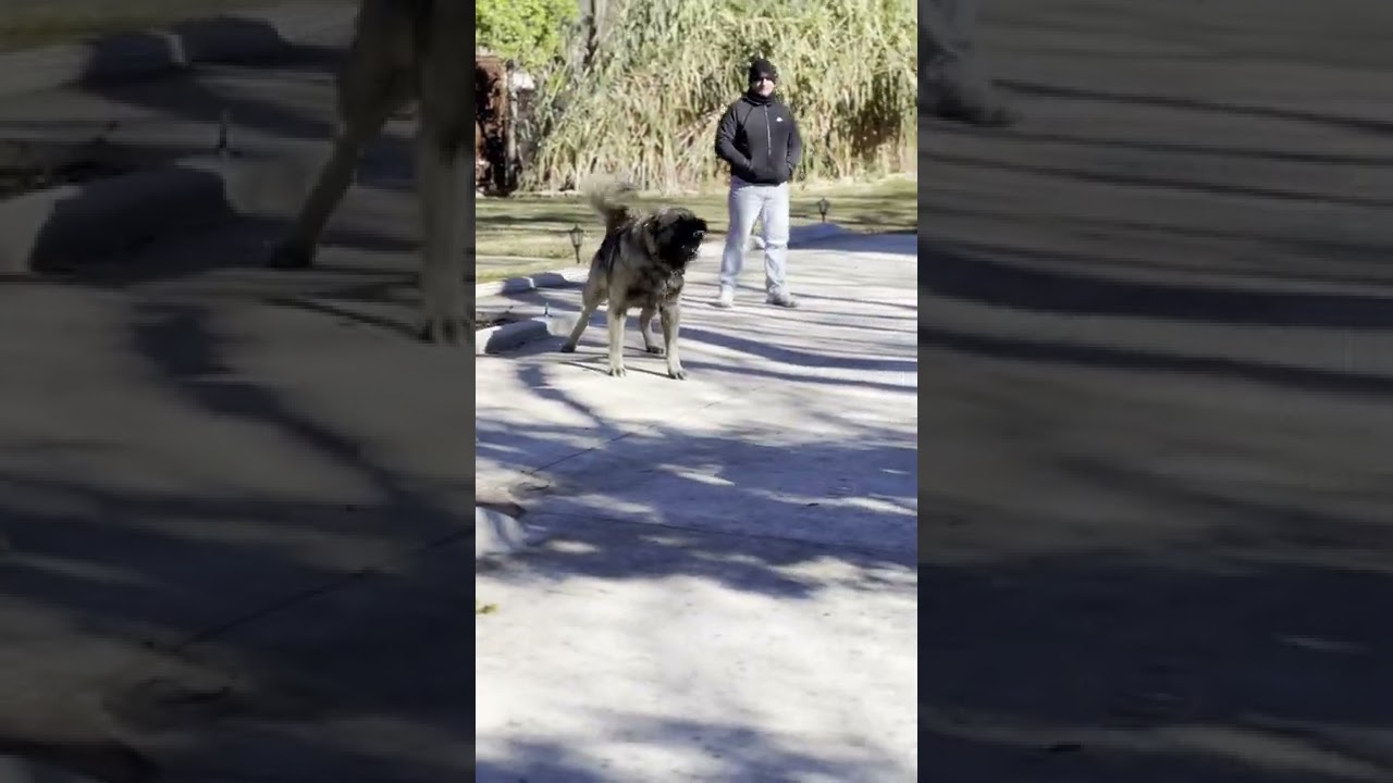 Massive Caucasian Ovcharka           #caucasianovcharka #wolfdog #ovcharka #germanshepherd