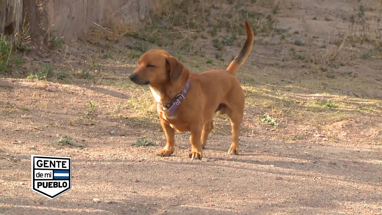 AMANA DEPARTAMENTO  INDEPENDENCIA