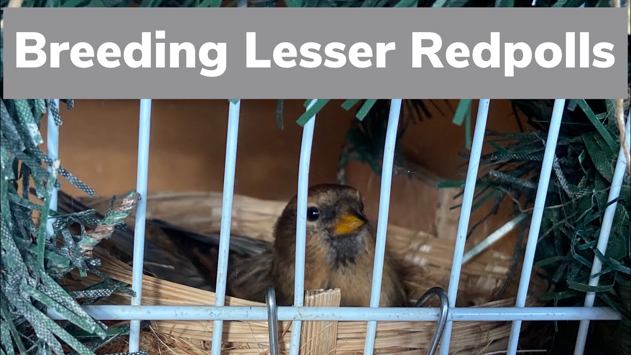 Breeding Lesser Redpolls ( 1- Cage breeding and Basics )