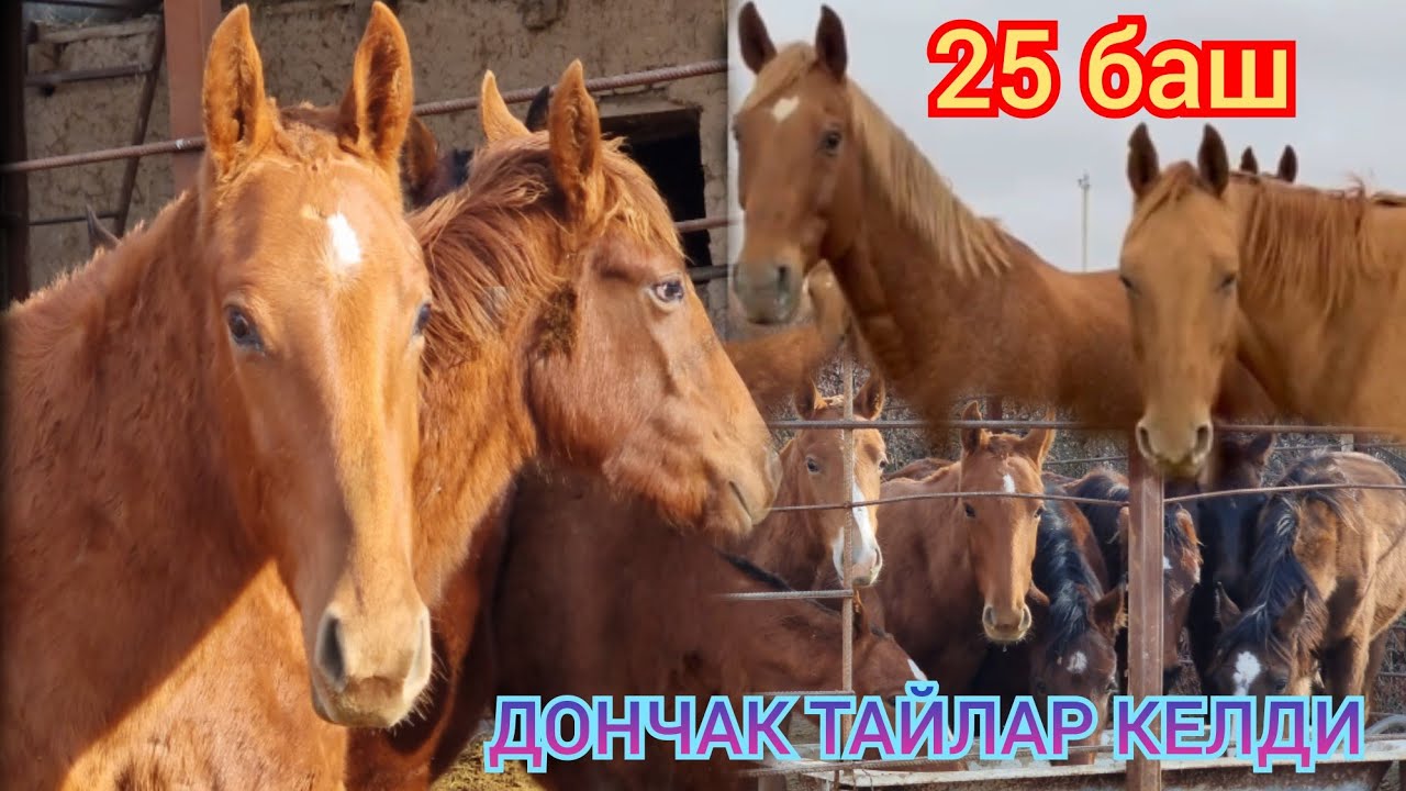 ДОНЧАК ТАЙЛАР Россиядан Келди Тандап алыңыздар  25 баш
