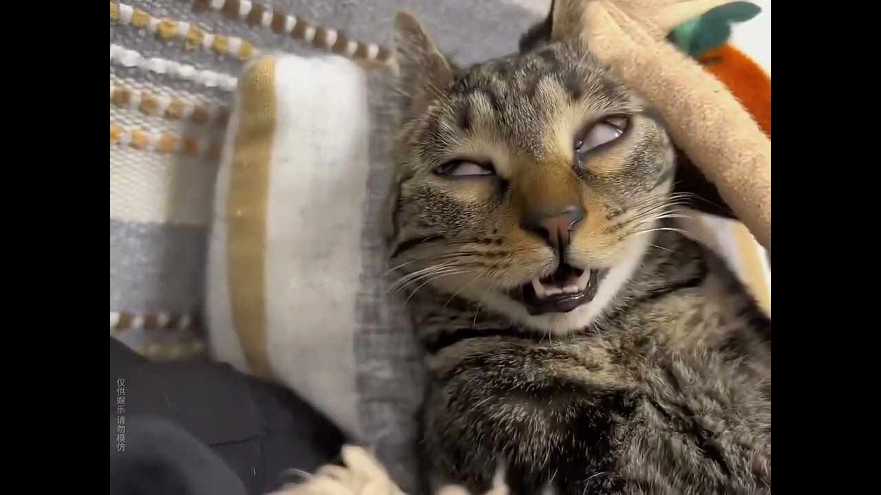 叫不醒睡觉的#猫咪，#kinship #shorts