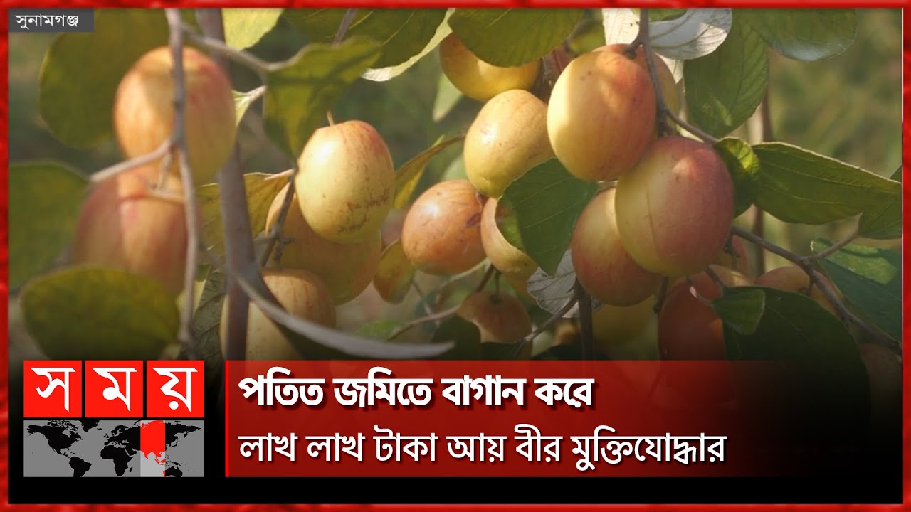 ১০০ বিঘা জমিতে কুলচাষ ! | Boroi | Jujube | Apple Ber | Kul Boroi |  Business News