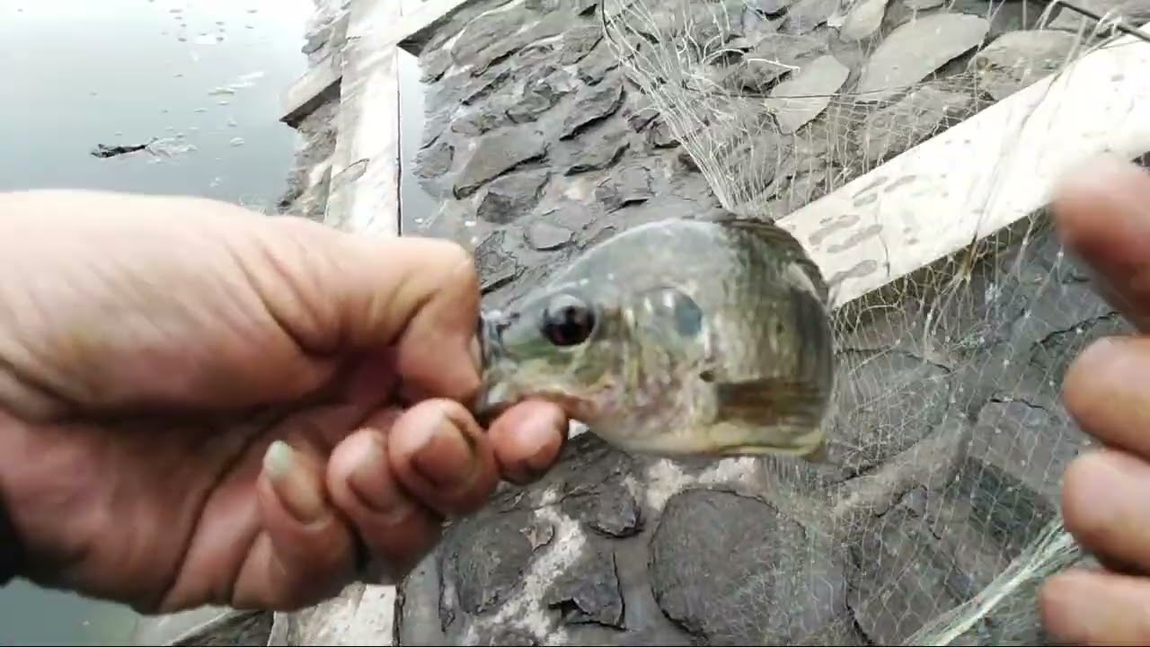 Hampir tiap lemparan selalu ada ikannya teknik mancing jaring hula-hula. 