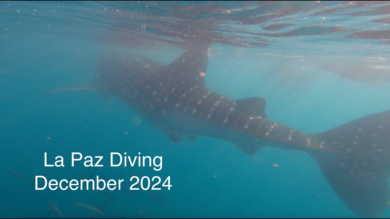 La Paz Diving December 2024
