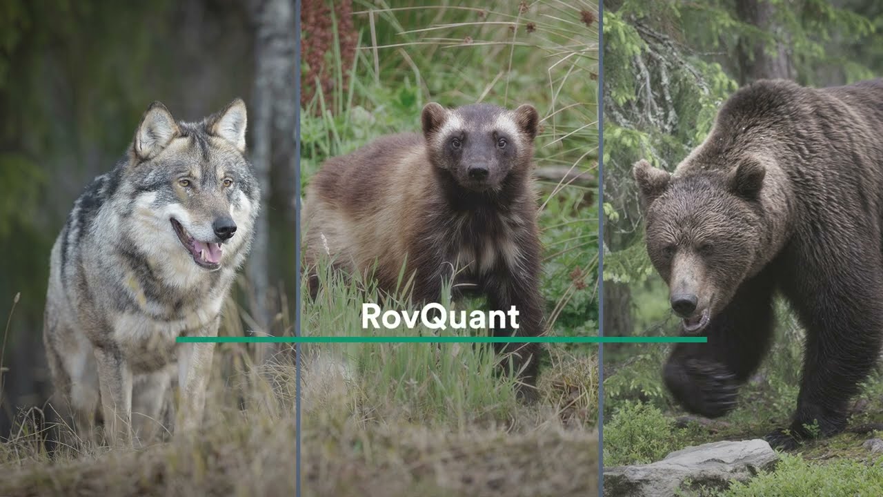 Suivi des populations de grands carnivores en Scandinavie.