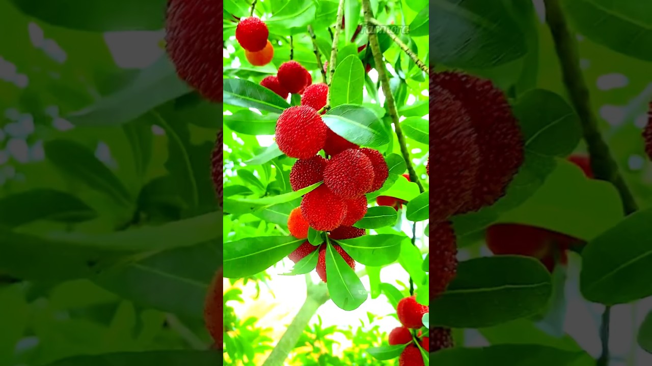 Bayberry Fruit Benefits & Taste | The Superfruit You Need to Try!
