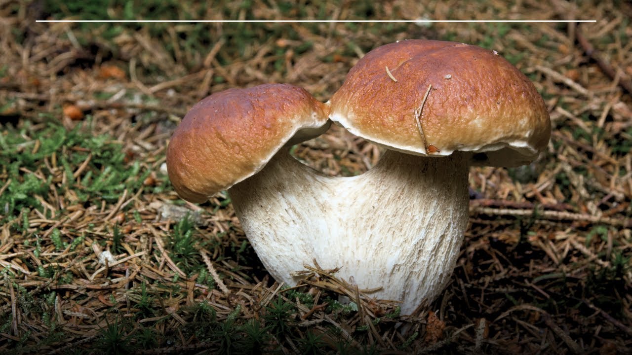 GRZYBY na Śląsku Jak Wygląda Sytuacja?