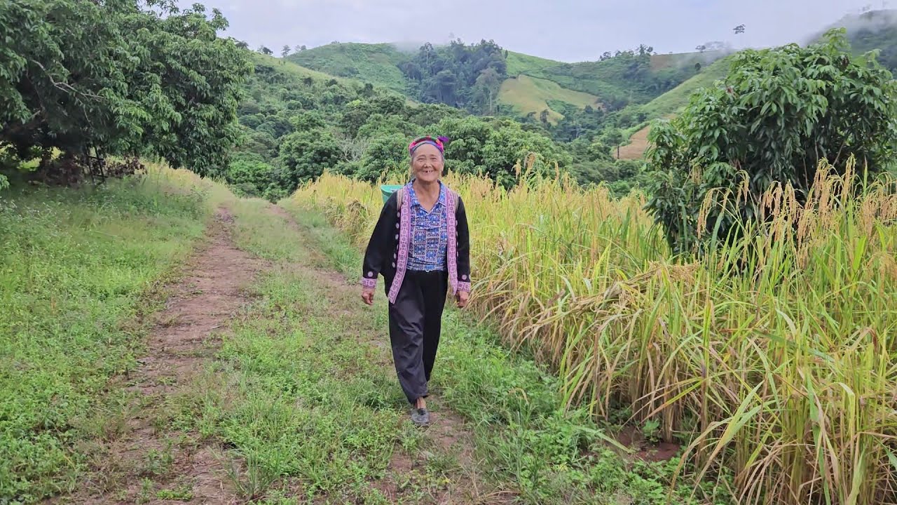 Hnub Peb Hlais Nplej 11.10.25