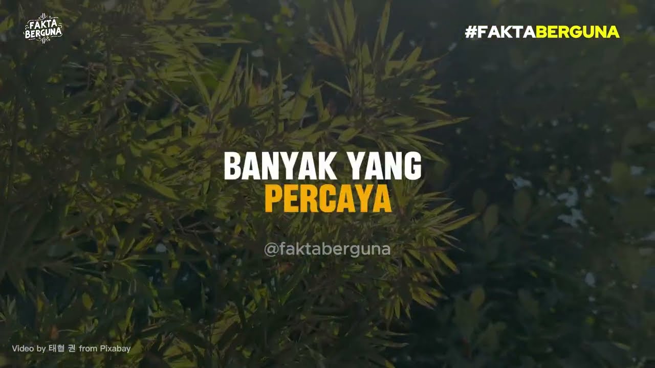 Apakah anda percaya dengan misteri Bambu Petuk | Fenomena Gaib atau Kebetulan Alam