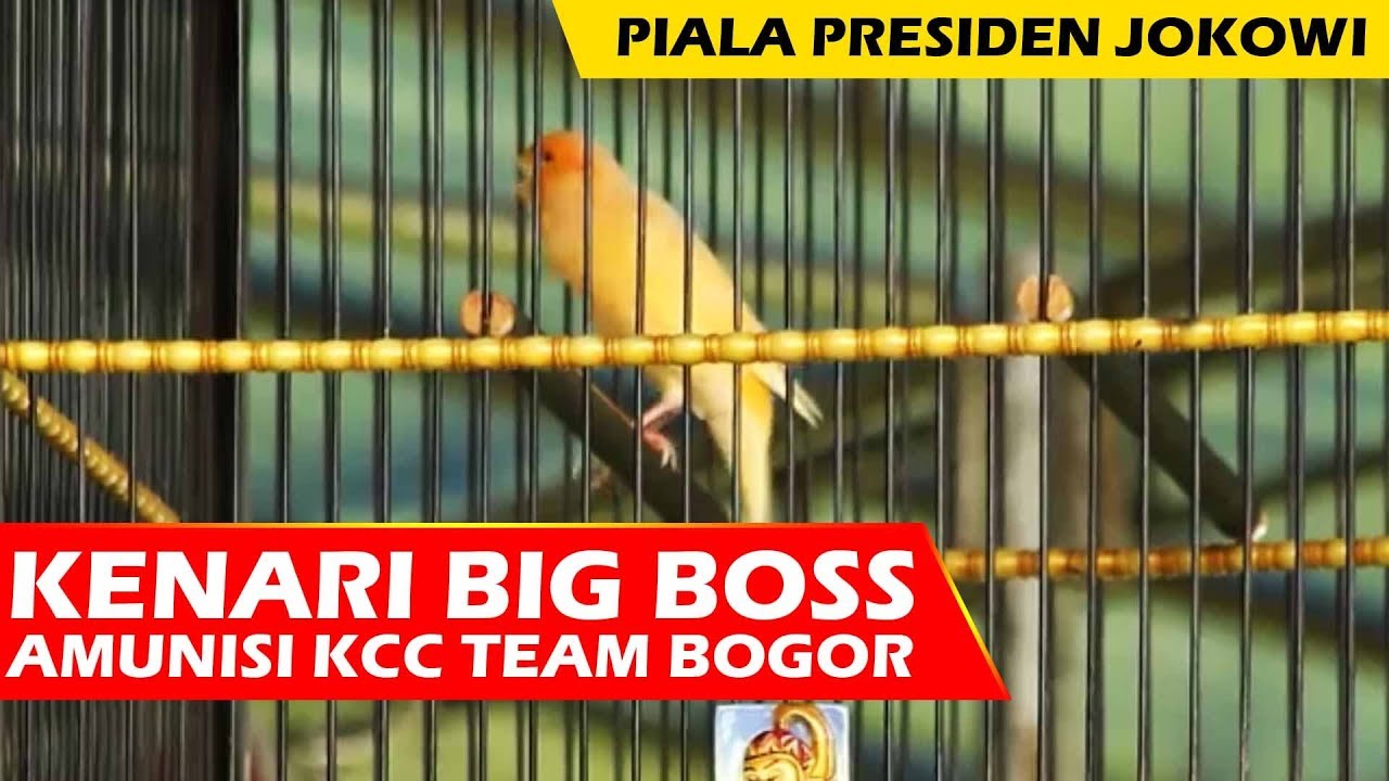 Seno Channel: Aksi Kenari Big Boss Di Piala Presiden Jokowi..