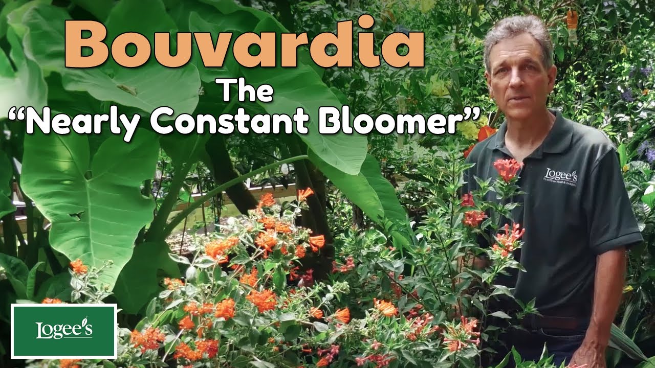 Bouvardia: The “Nearly Constant Bloomer”