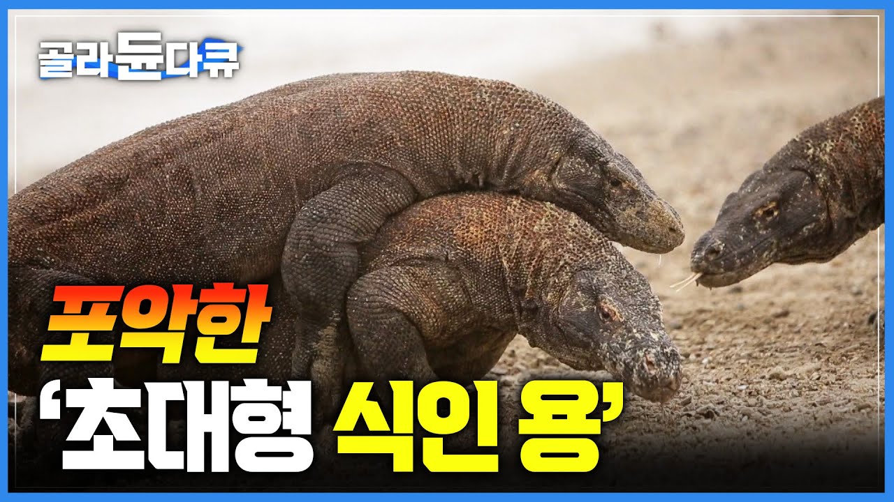 미지의 섬에 사는 지구상 가장 거대한 왕도마뱀, 코모도 드래곤|안전 요원이 없이는 볼 수 없는 전설 속 동물 | #골라듄다큐