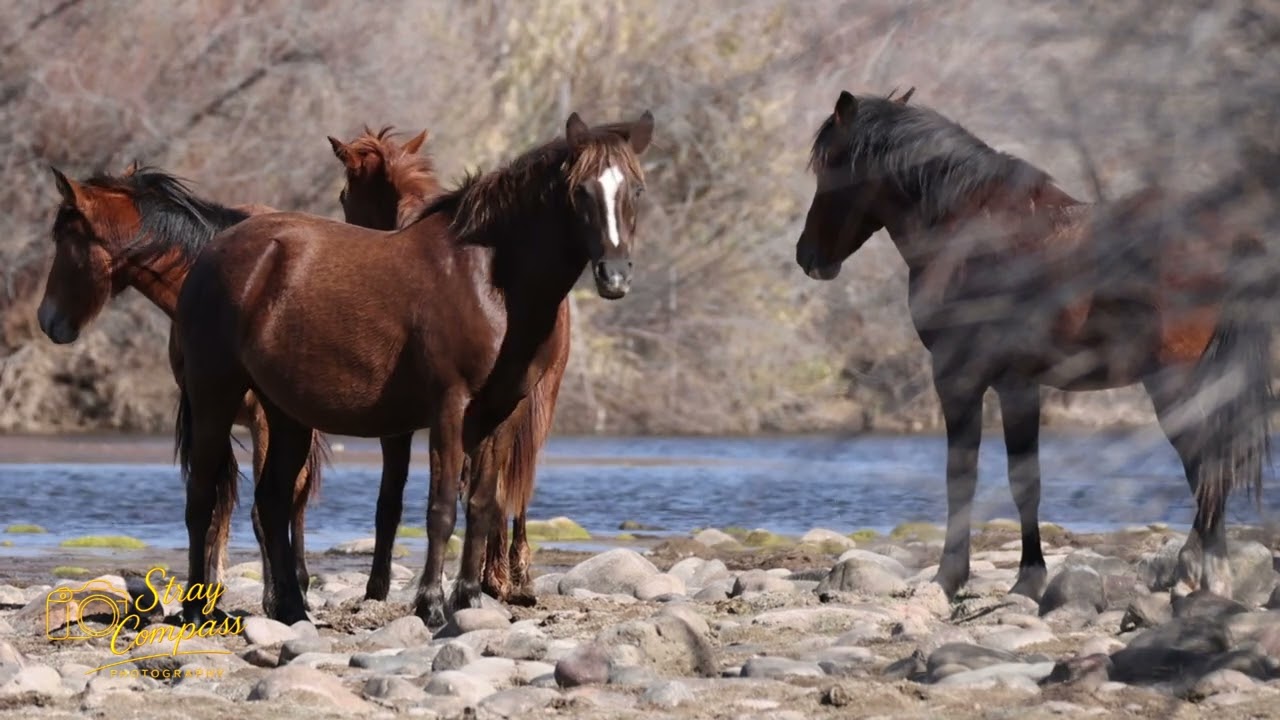 Salt River Mustangs