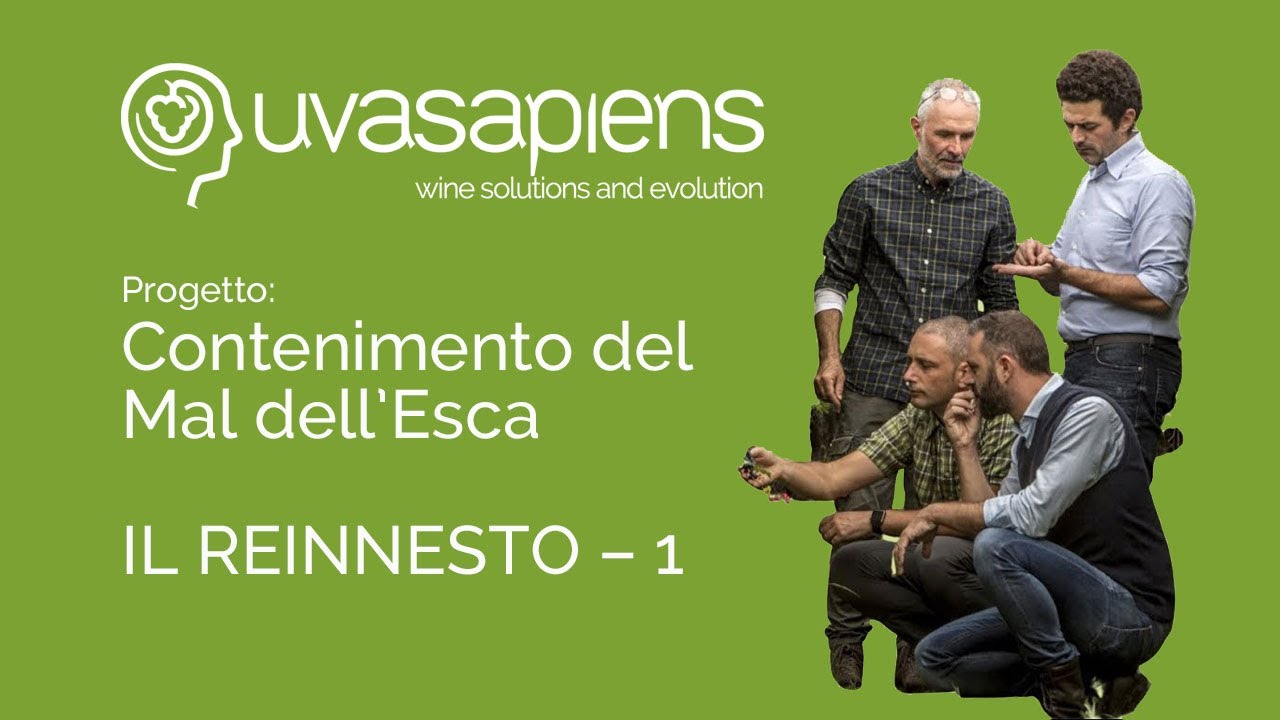 Il reinnesto come tecnica per il recupero di viti colpite da mal dell'esca - Uva Sapiens