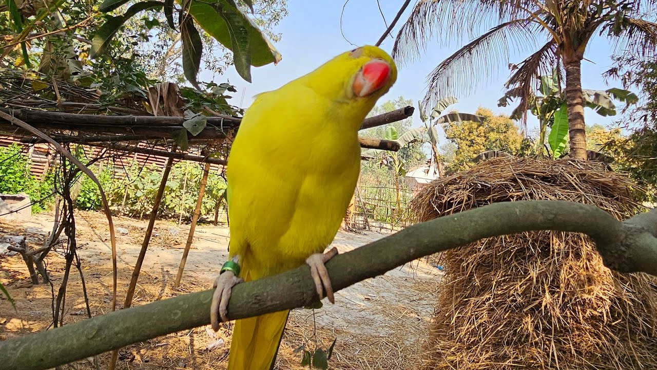 দুষ্ট মিকো টা গতকাল হারিয়ে গিয়েছিলো #parrot #talkingparot 