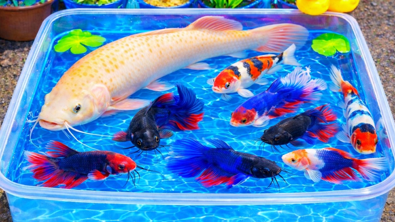 Unboxing IKan Hias Warna Warni,Ikan Cupang,Ikan Koi,Ikan Komet,Ikan Koki,Kura Kura Brazil,Guppy 🐟✨