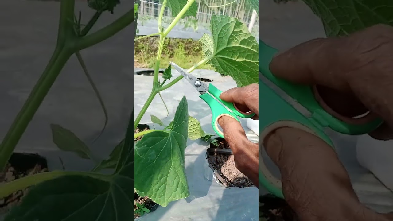 cara potong pucuk timun supaya lebat.