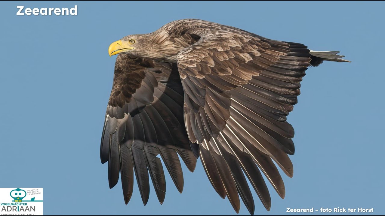 Webinar Roofvogels en Uilen in Europa