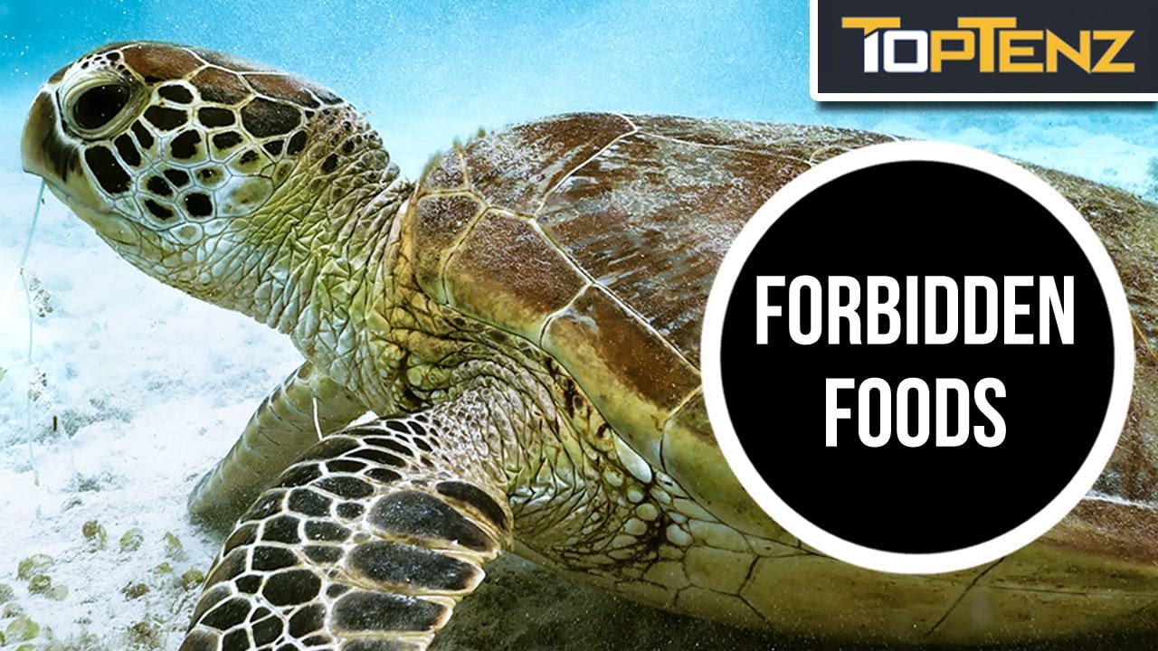 10 Foods We’ve Made Illegal
