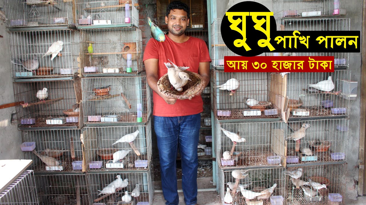 সৌখিন মামুন ভাইয়ের ফ্ল্যাট বাসায় ঘুঘু পাখি পালন পদ্ধতি - মাসে আয় 30 থেকে 40 হাজার টাকা | Dove farm