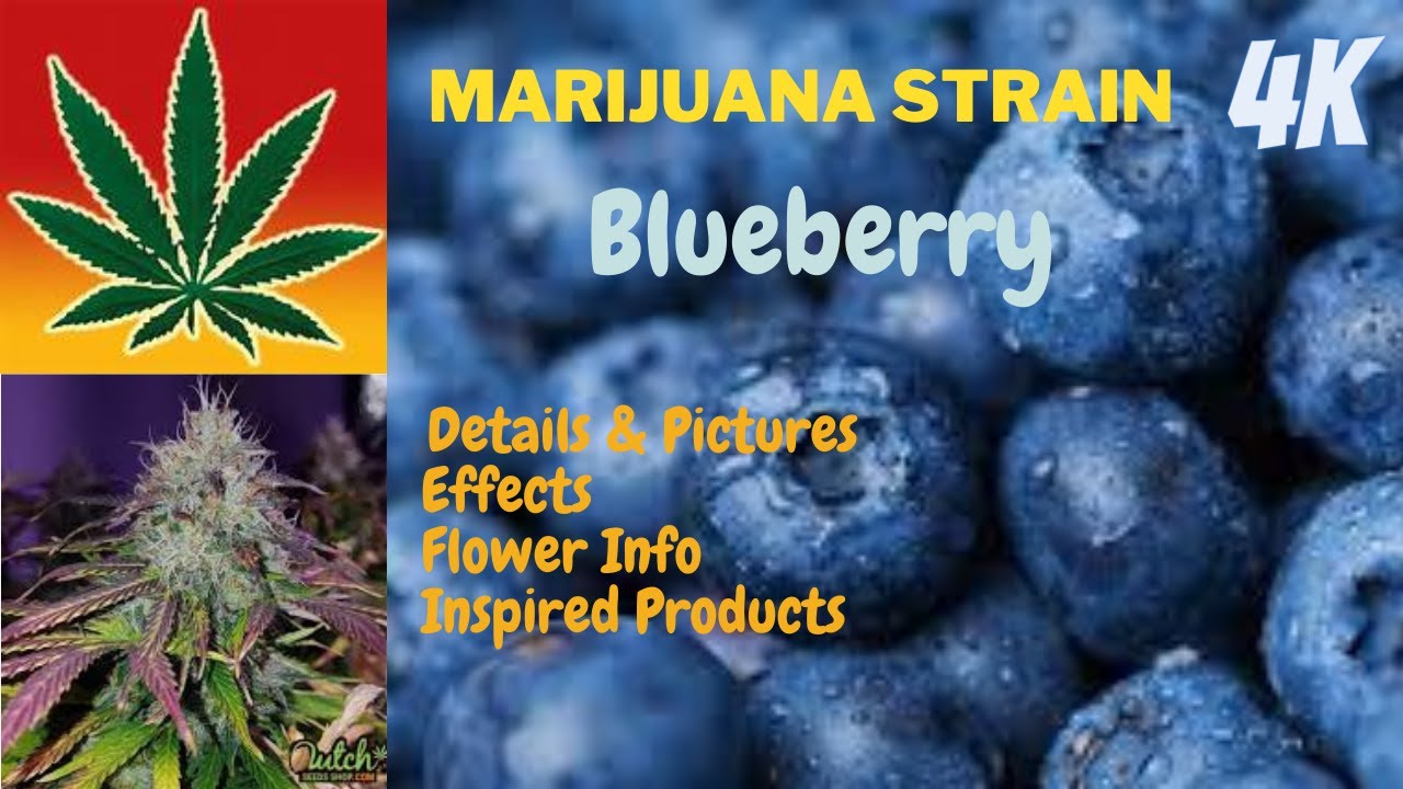 Blueberry Marijuana Flower Details & Pictures In 4K  With Music