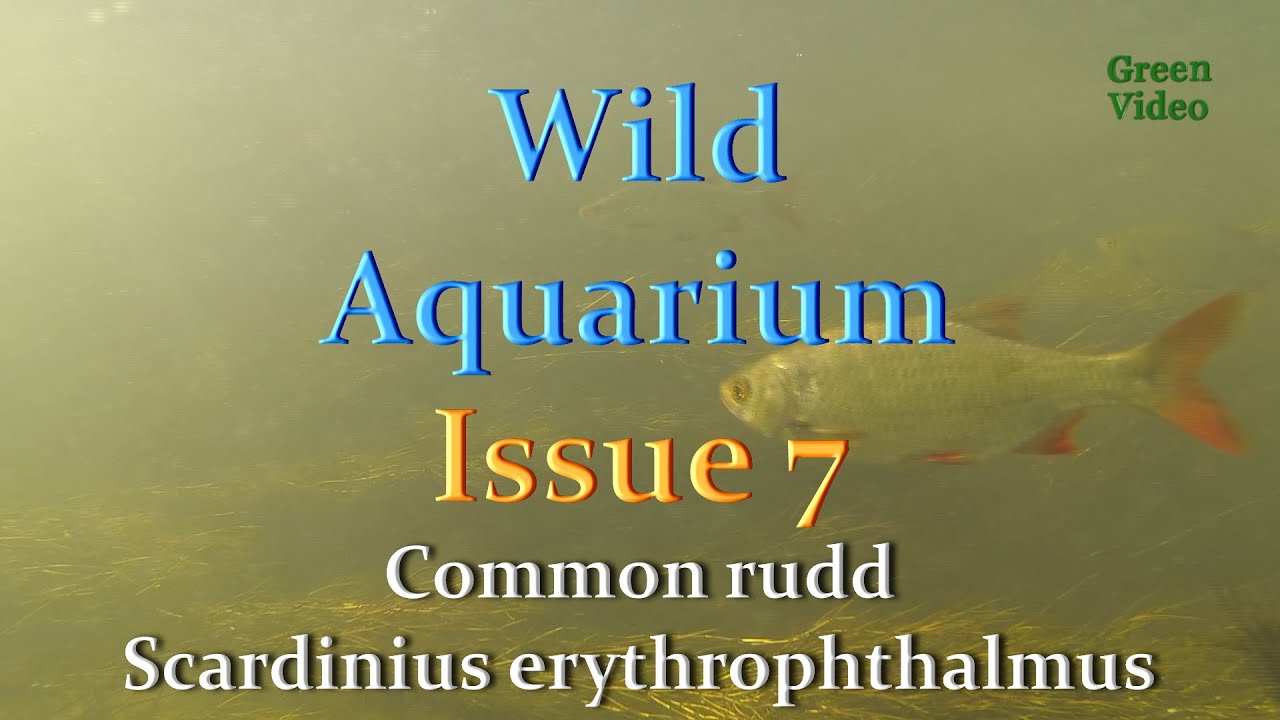 Wild Aquarium 7. Scardinius erythrophthalmus. Краснопёрка. Green Video 野水族馆, 野生の水族館